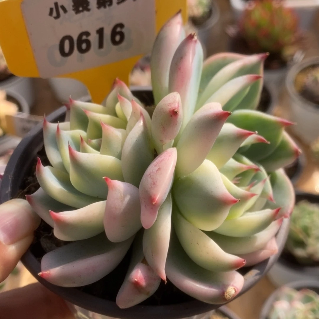 616锦锦锦锦锦锦锦