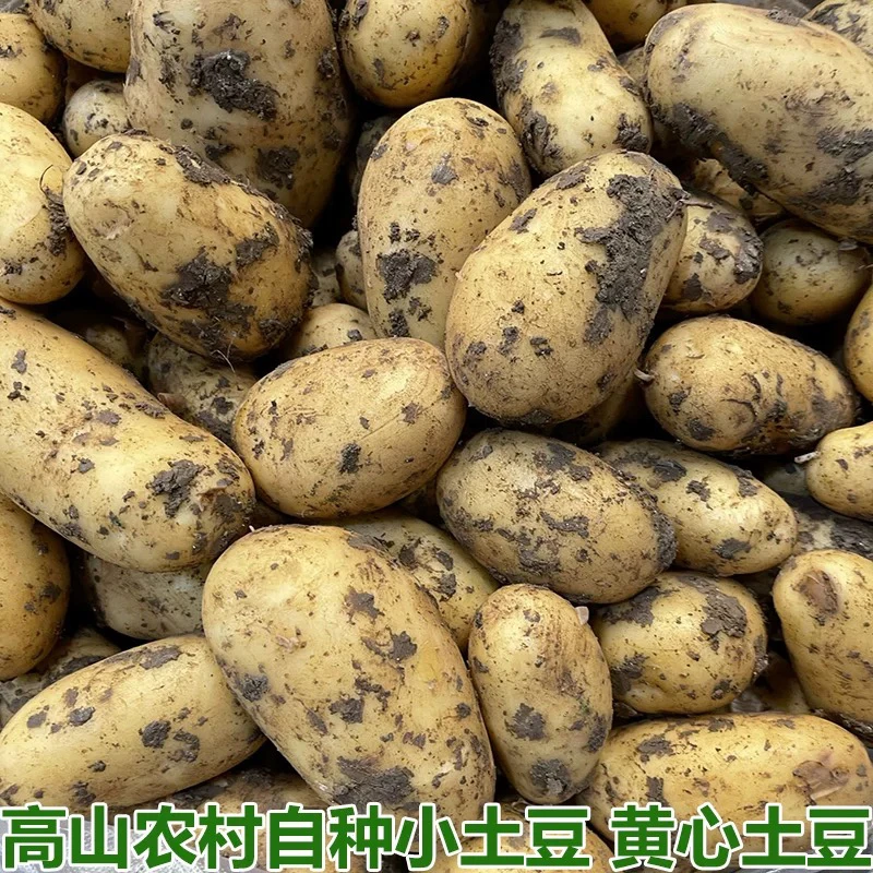 湖南自种农家黄心土豆