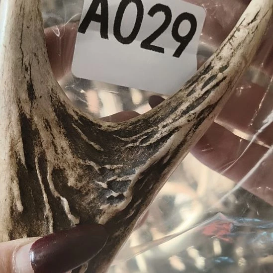 自***在鹿角鹿角鹿角鹿角鹿角