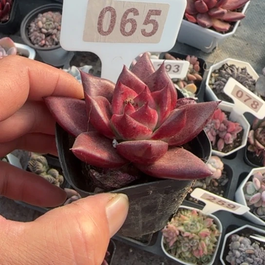 65罗宾多肉植物多