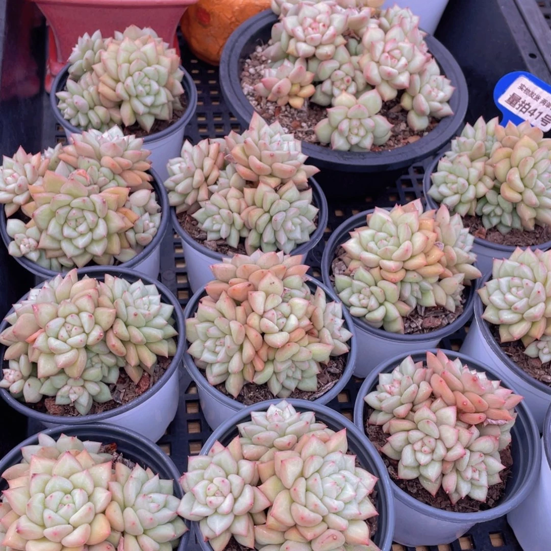 量拍41号 黄金象牙大群生一个