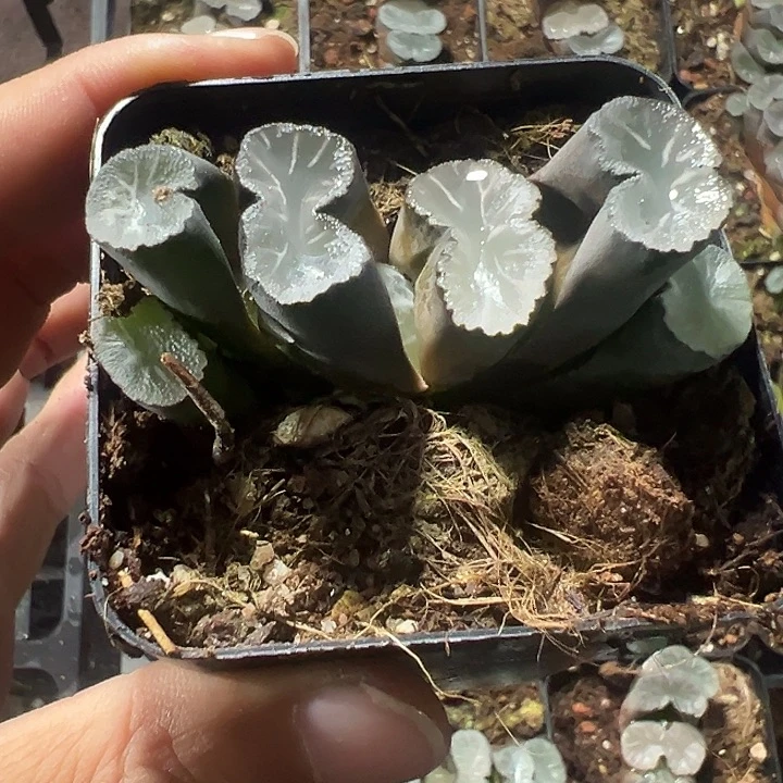 玉扇精品多肉植物大战