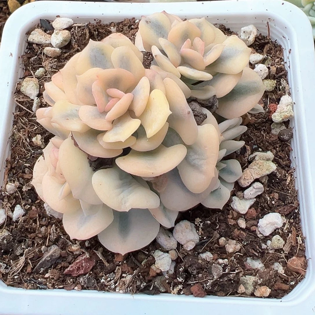 雪精灵锦群刚有根