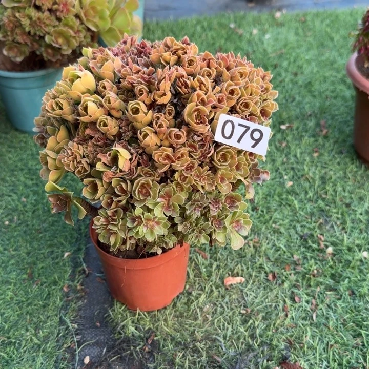 精品七彩玫瑰自然朵朵缀微瑕079