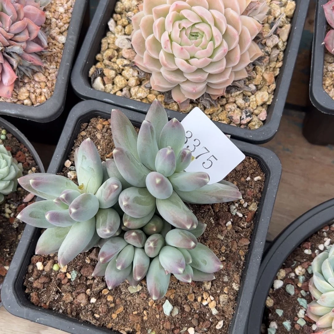 可***头2375多肉多多多多多