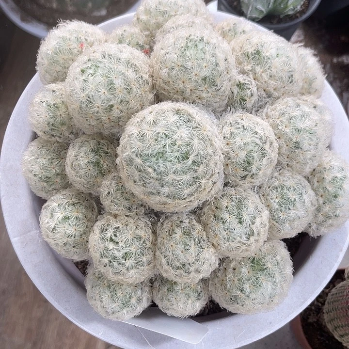 仙人球开花仙人球上