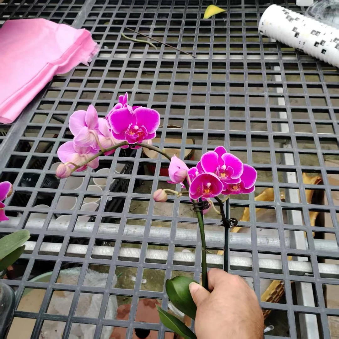 （新疆包邮）晶钻品种蝴蝶兰品种