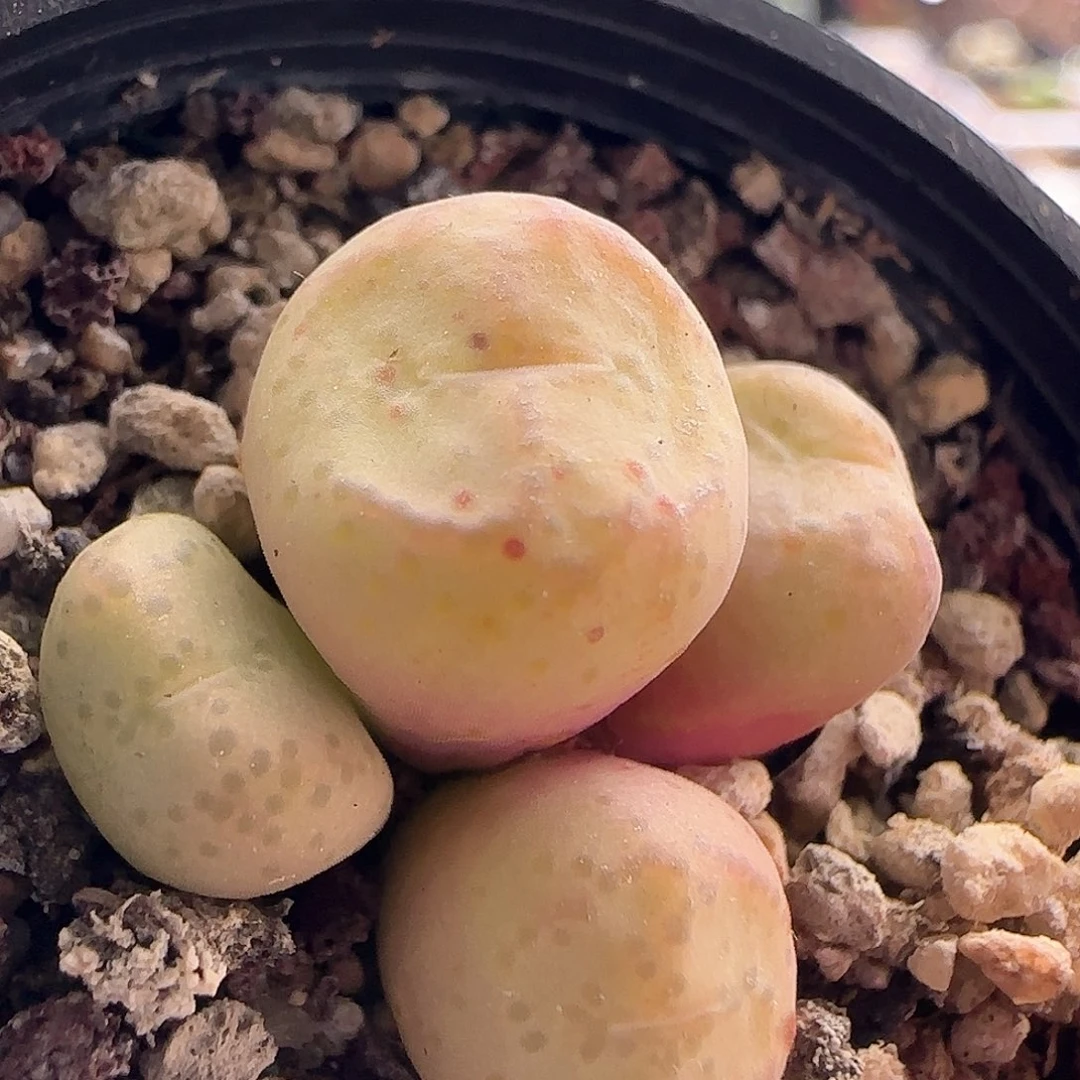 28包邮脱土发货27064