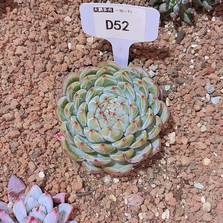 咕***?雪花一物一拍D52...