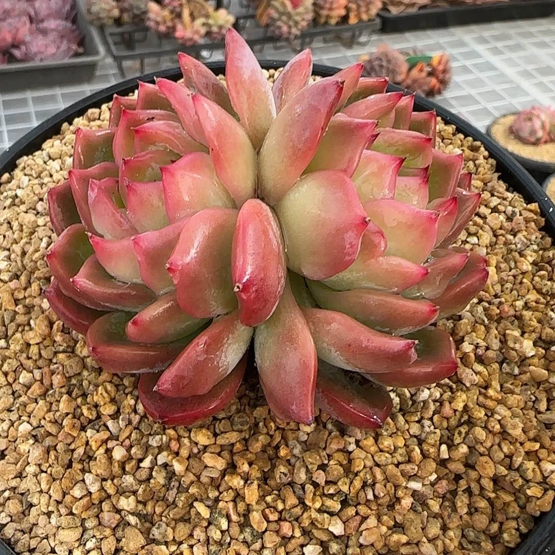 从前慢花园精选红鸾