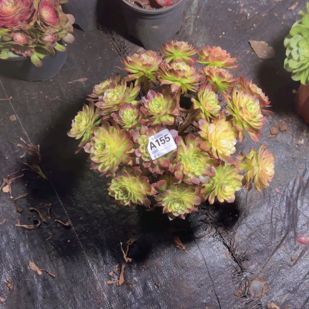 小*精品多肉植物155