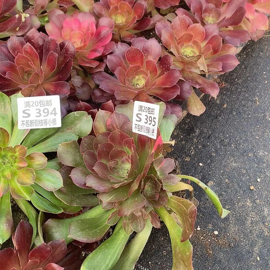 梦**乡395韶羞七彩多肉法师锦