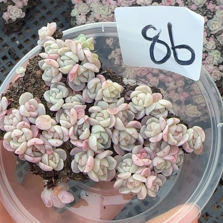 86号王者系列种播苗一盒