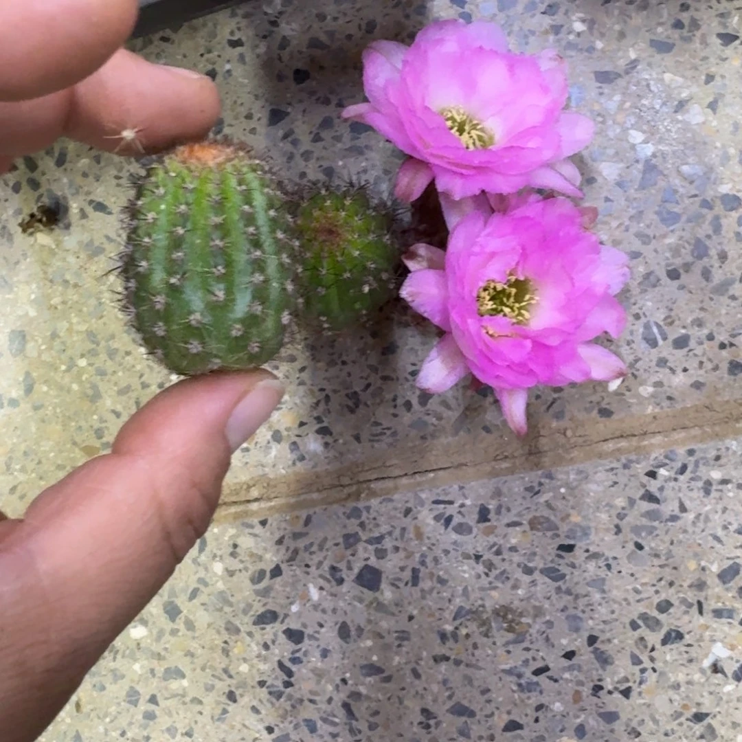 300白檀2个华丽粉无根侧牙小，20包邮