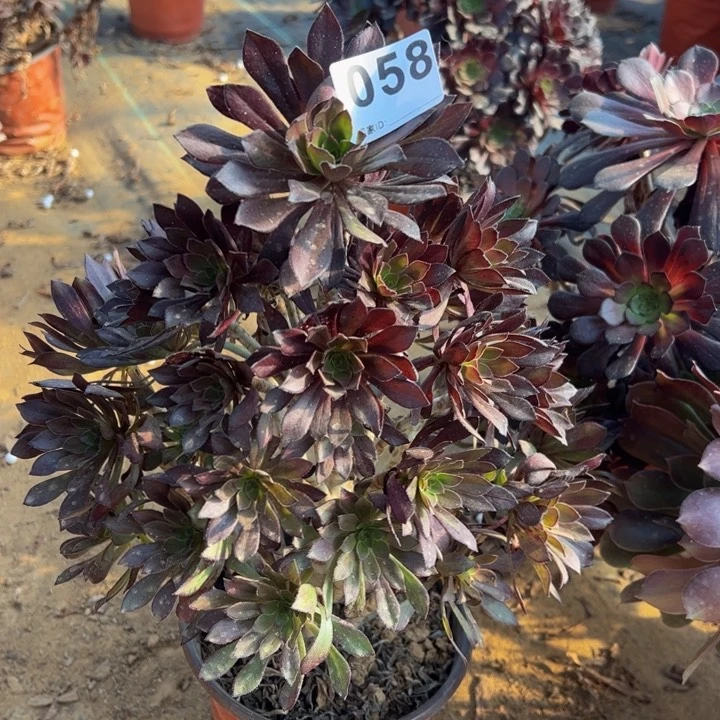 可****?黑法师多肉植物058