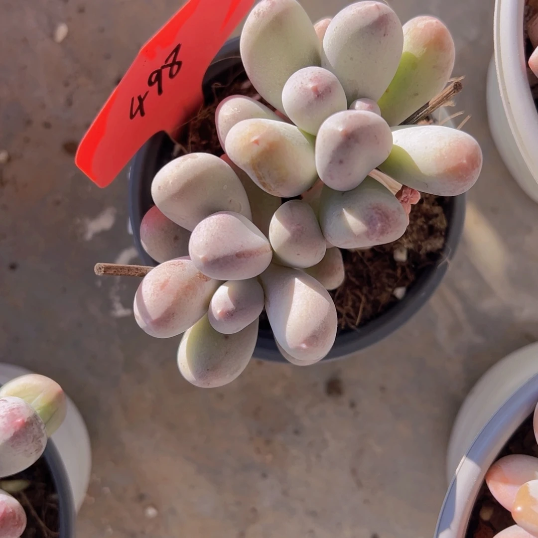 香玉的故事是一个人的故事吗