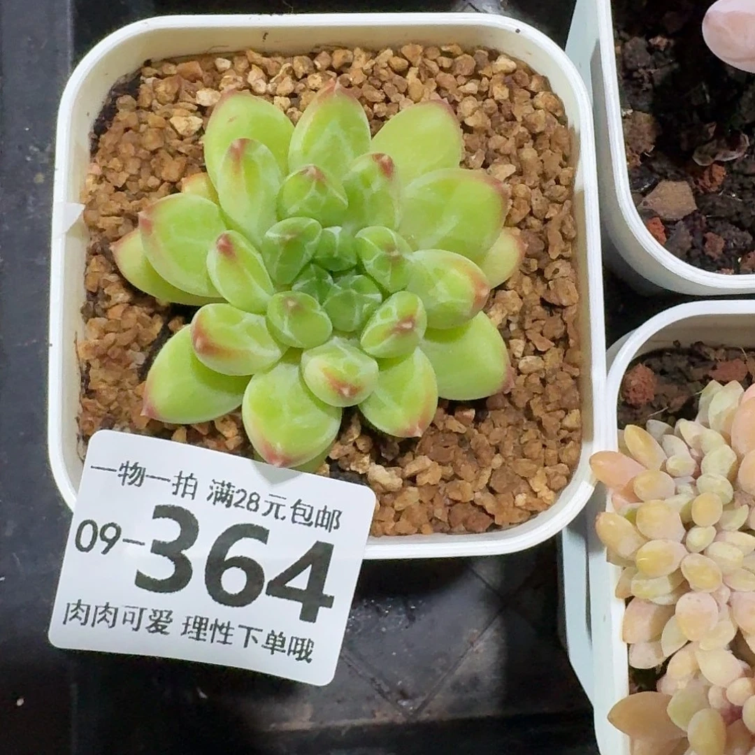胖体青花瓷无盆土发货无盆土发货无