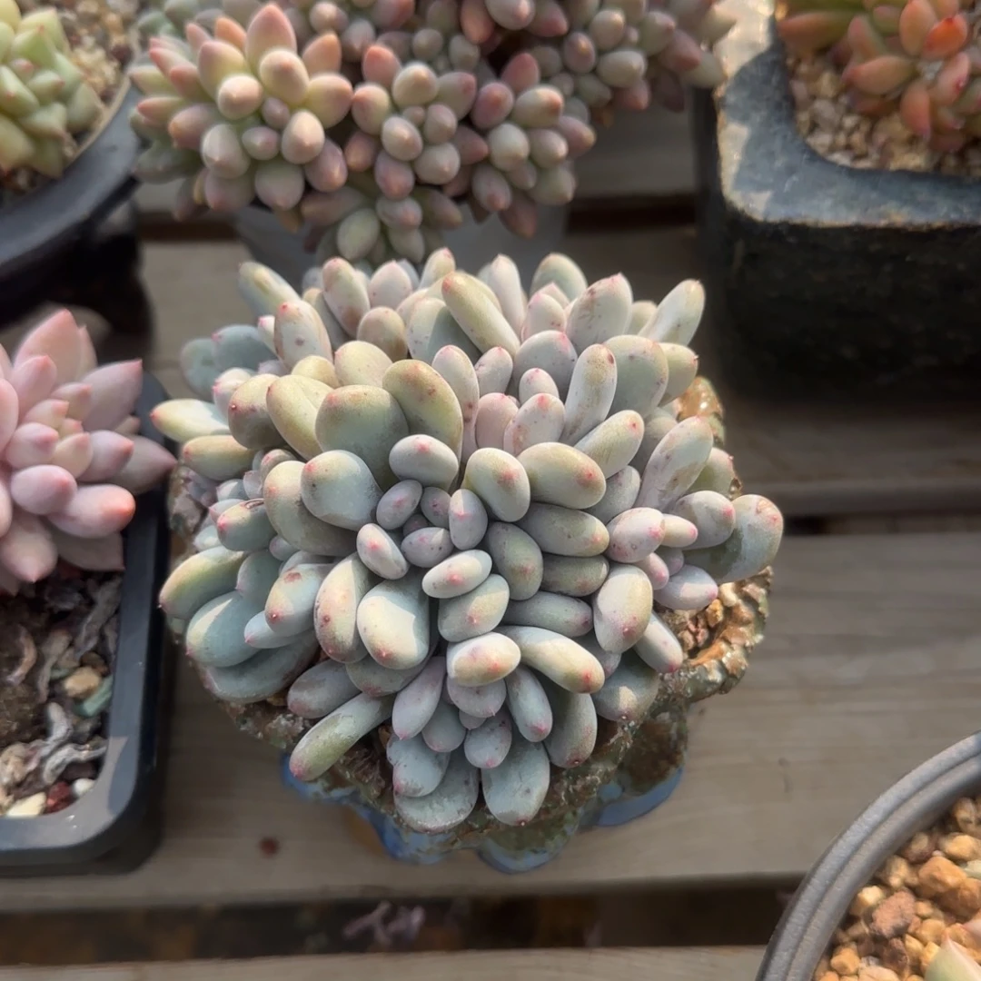 香香雪老桩多肉五十包邮