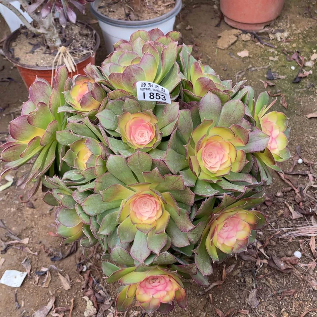 853牡丹多肉法师断枝不包