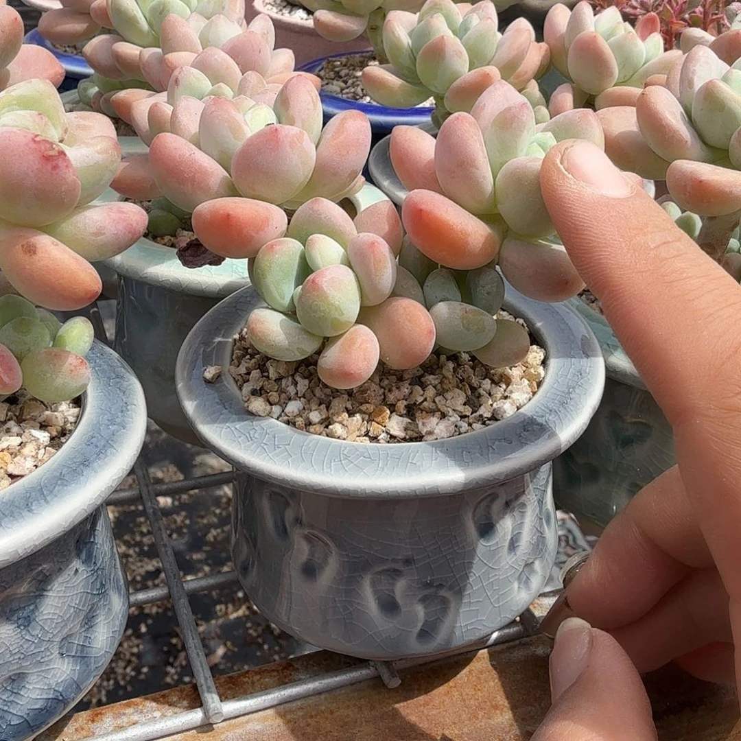 樱花洛神带盆多肉植物