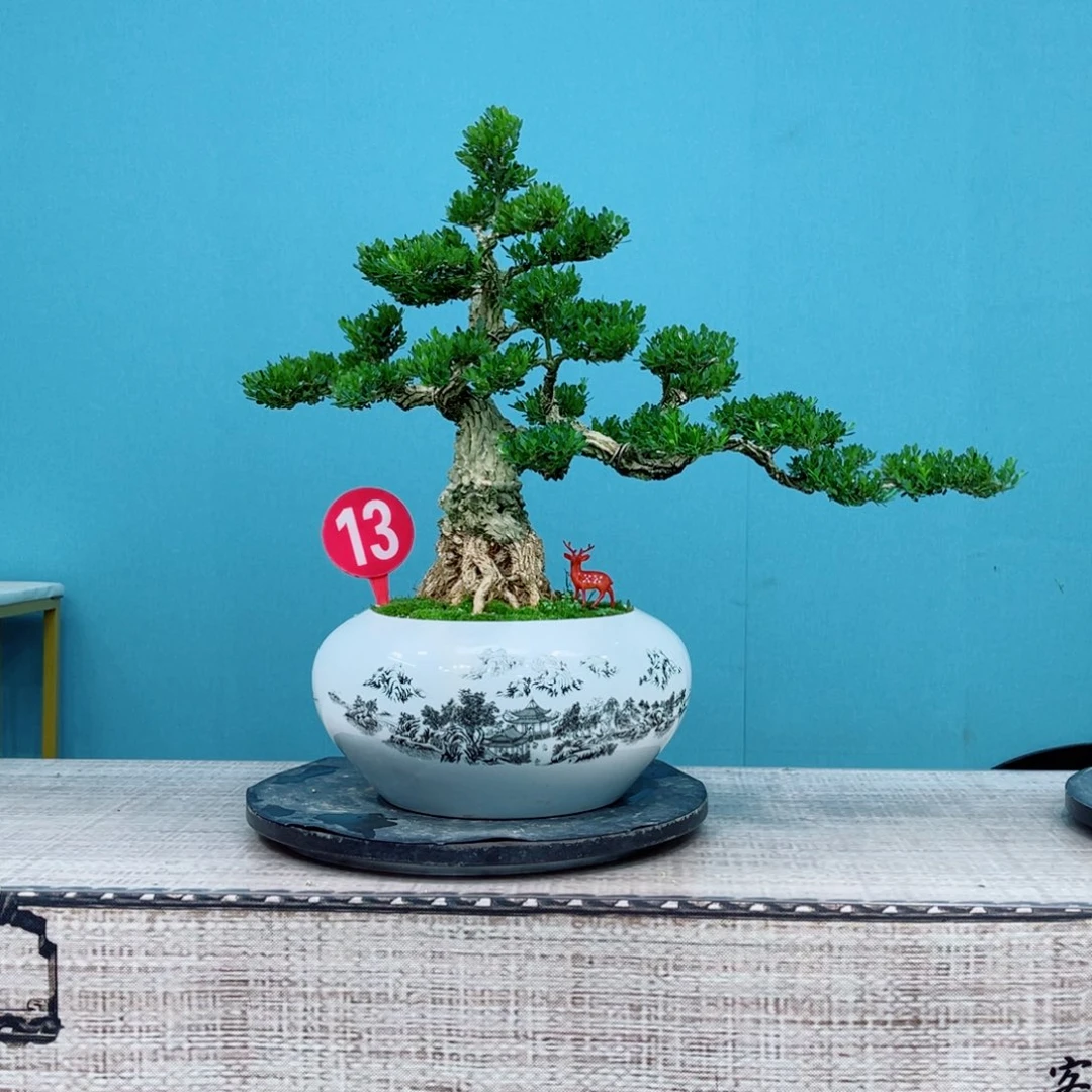 以实际为准精品黄杨老桩