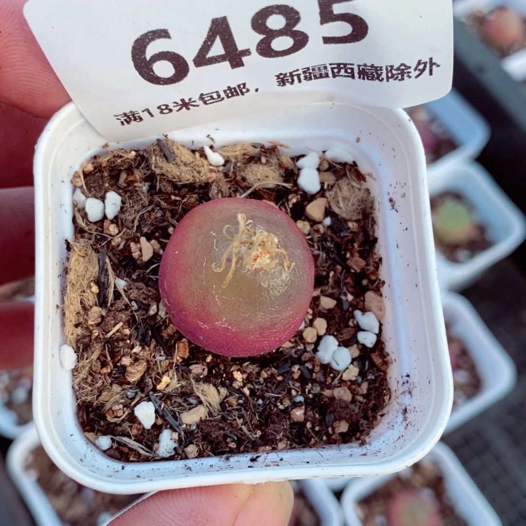 *****6485。