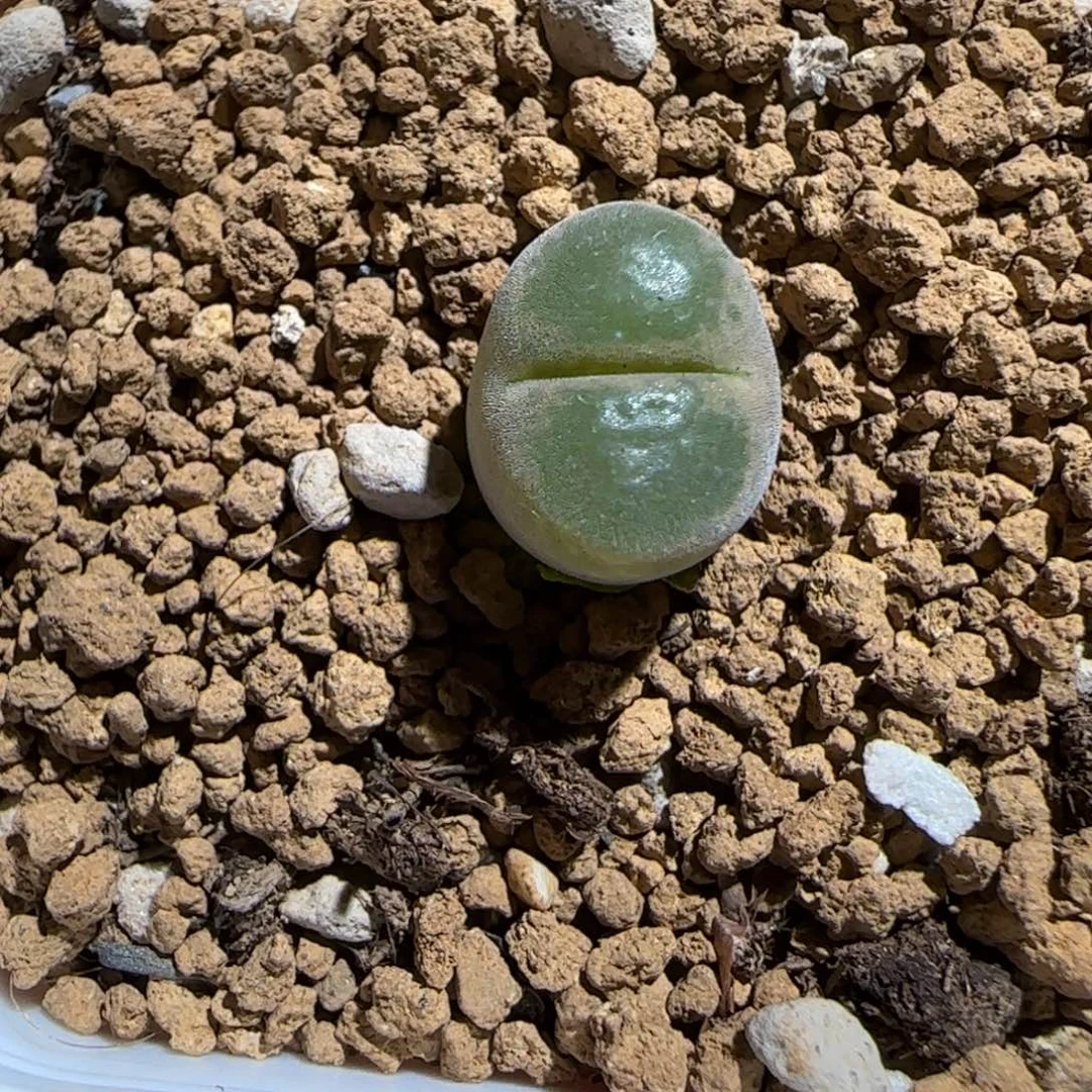 肉锥多肉植物组合-稀有品种230