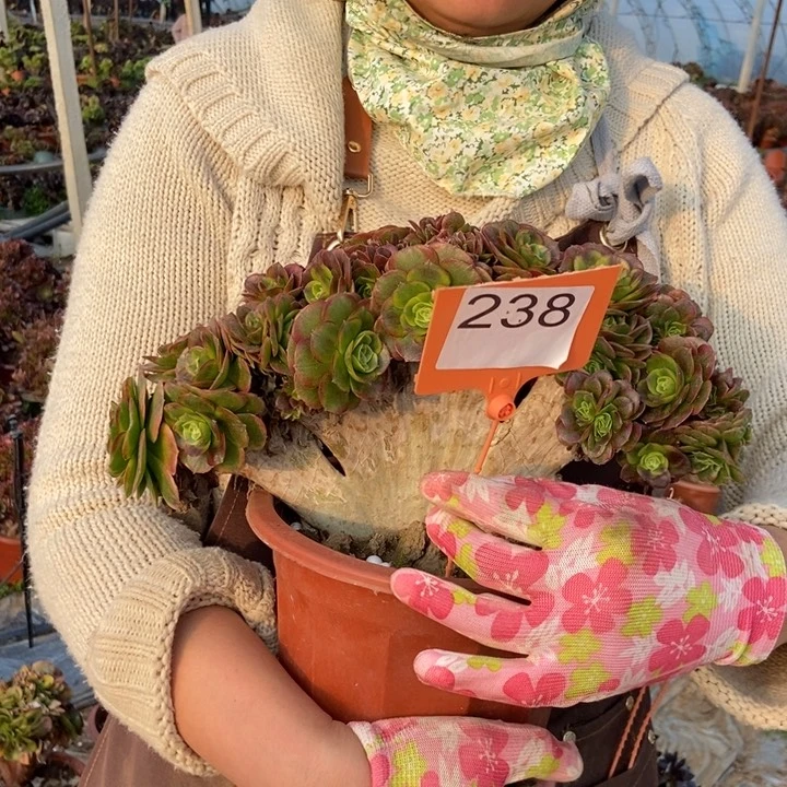 238奶白缀化老桩朵朵