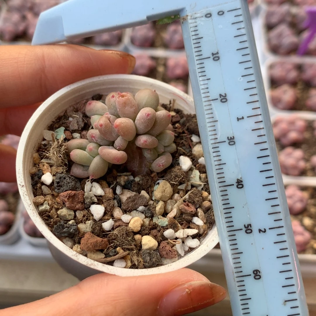 斯***屿板子 不凑满28元发一片叶 不售后 到付