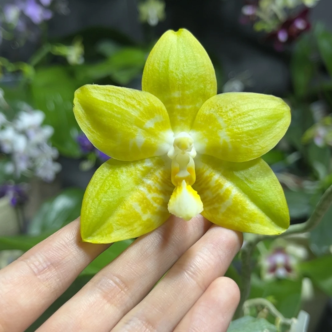 完全开放2.5寸黄炸弹开花株