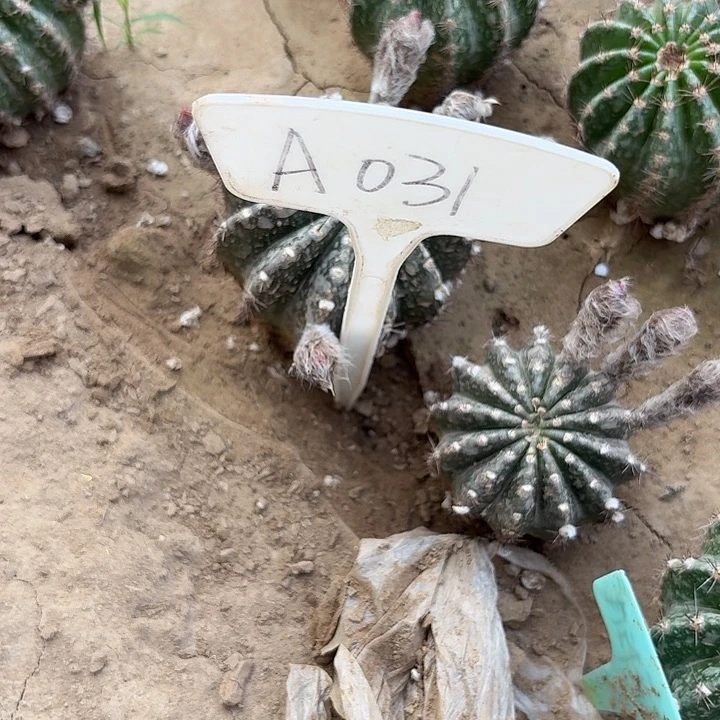 冬**?A031,山脉天际线瑕疵