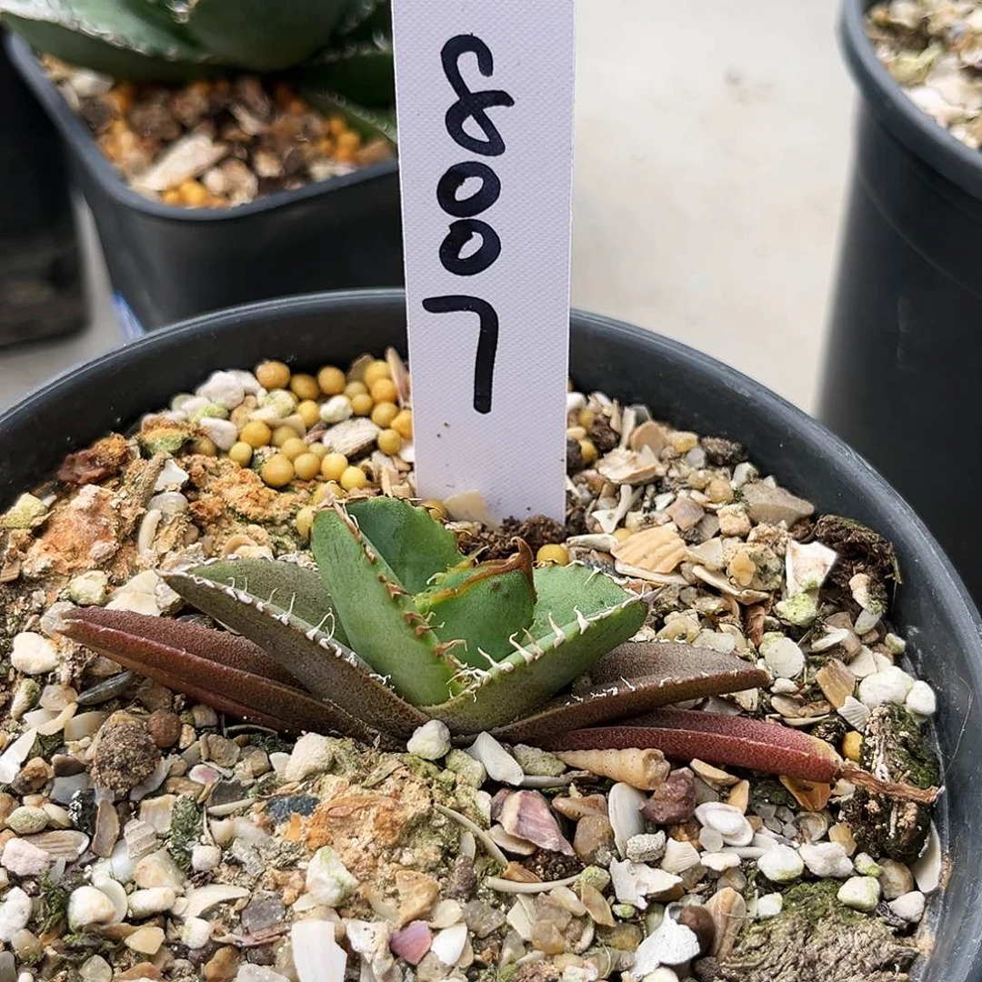 龙舌兰冰雹带背刺8007号