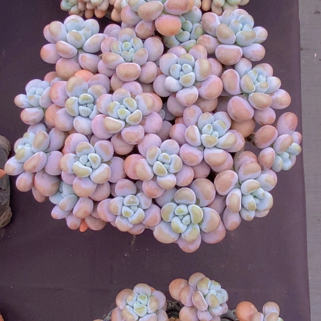 奶油泡泡 一物一拍