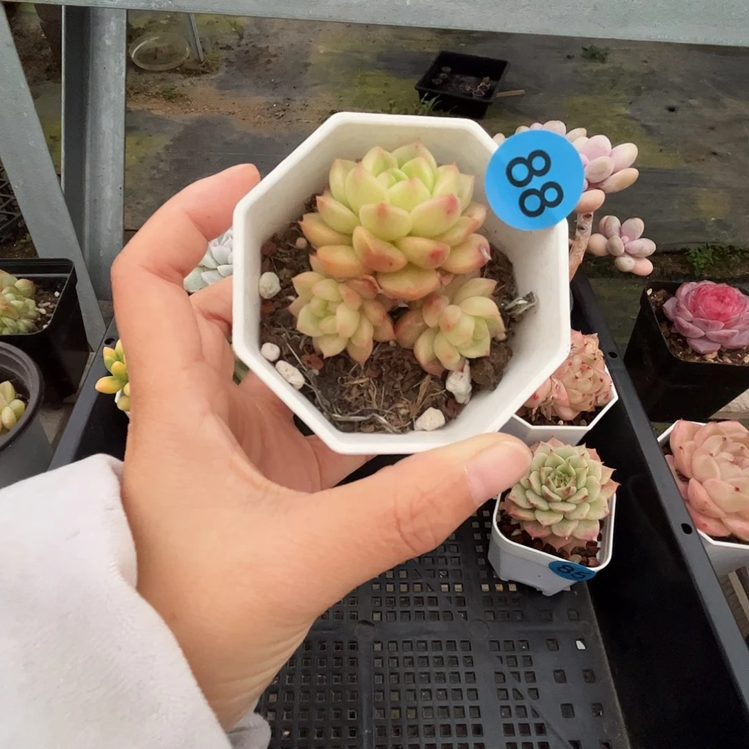 88 多肉脱土 群生不包整