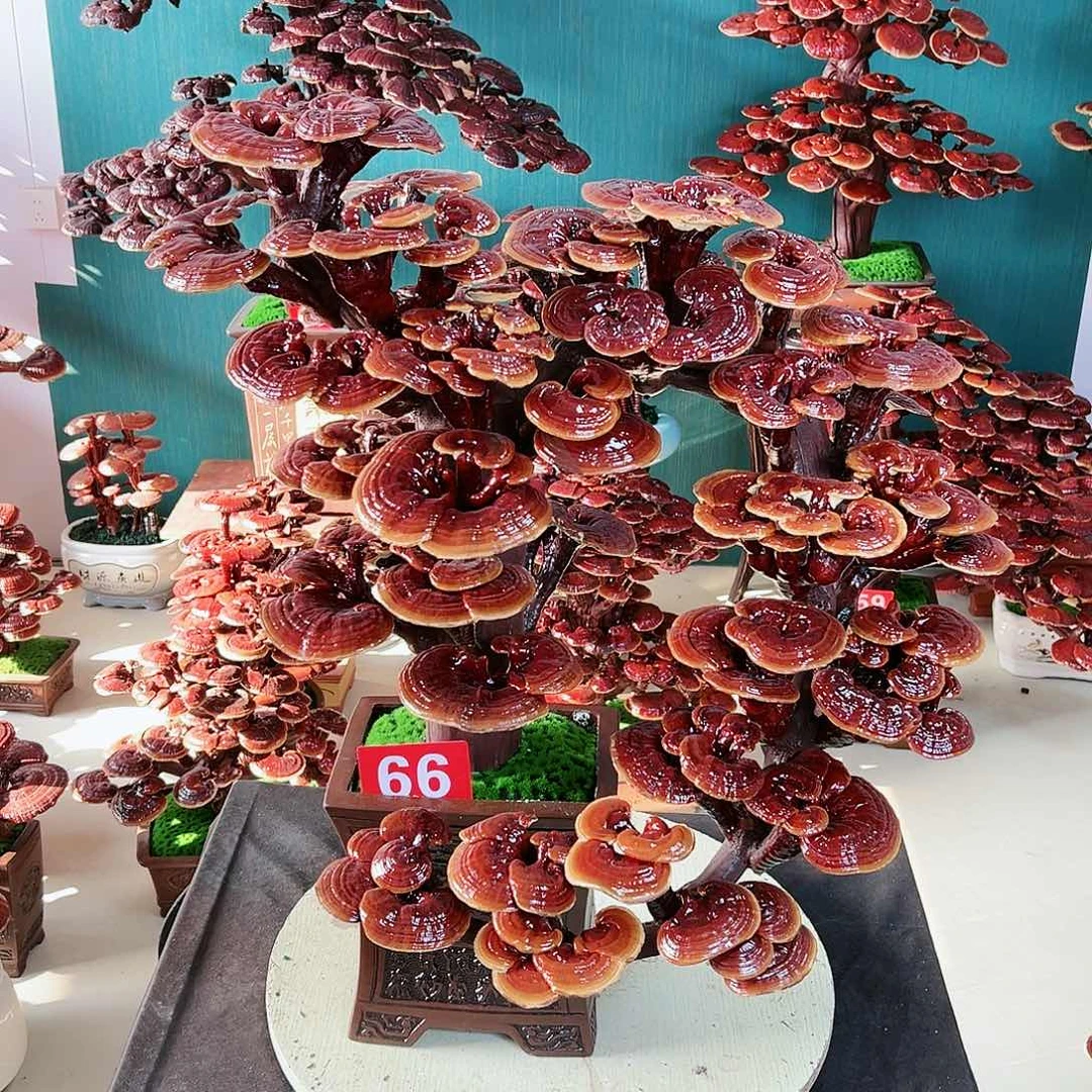 【闪购商品】无花朵