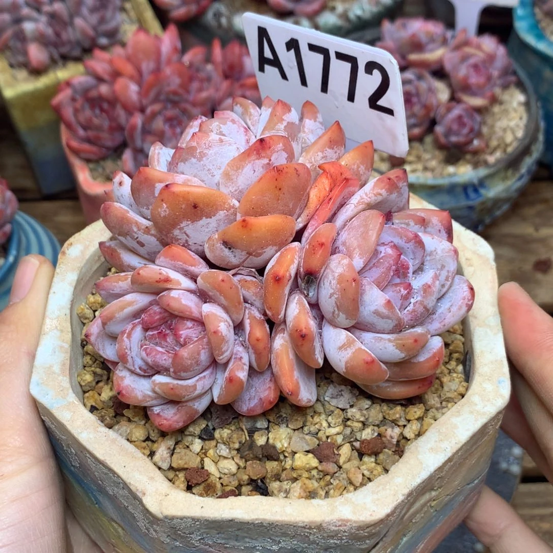 吃****、A1772 野兔 专拍 雪天使