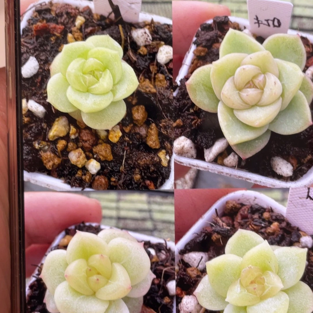 苔上雪种子20粒，原价32.8