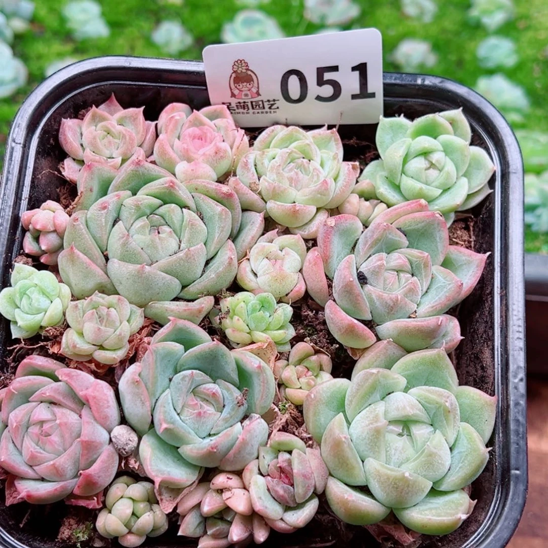多肉植物多肉植物