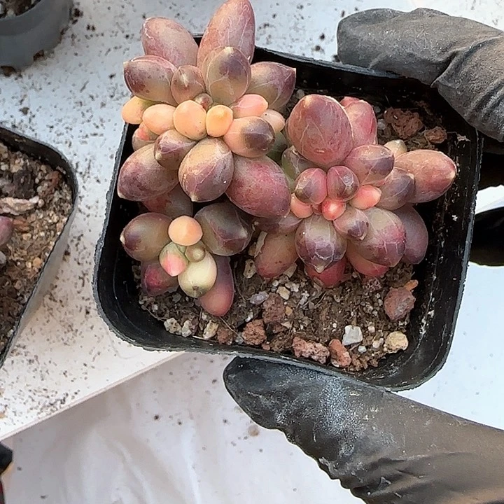 青蛙王子儿童牙膏111