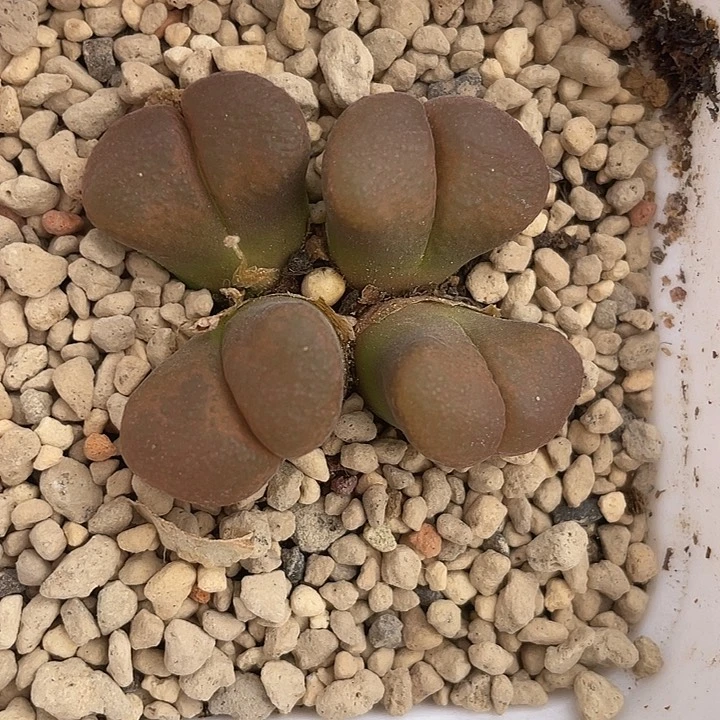 下*了风铃5-31-L3