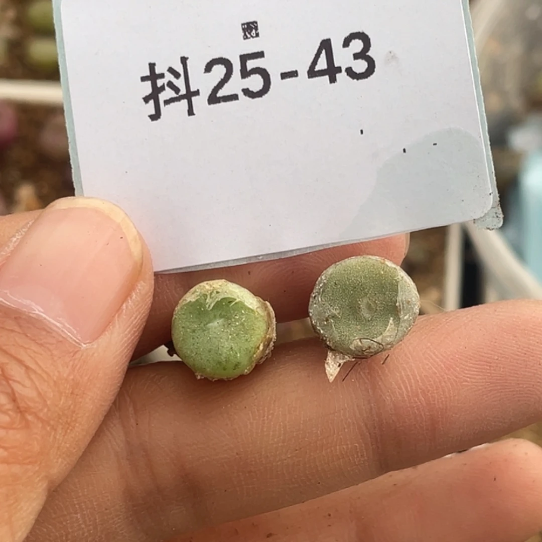 小**电25-43毛钮扣多肉植物