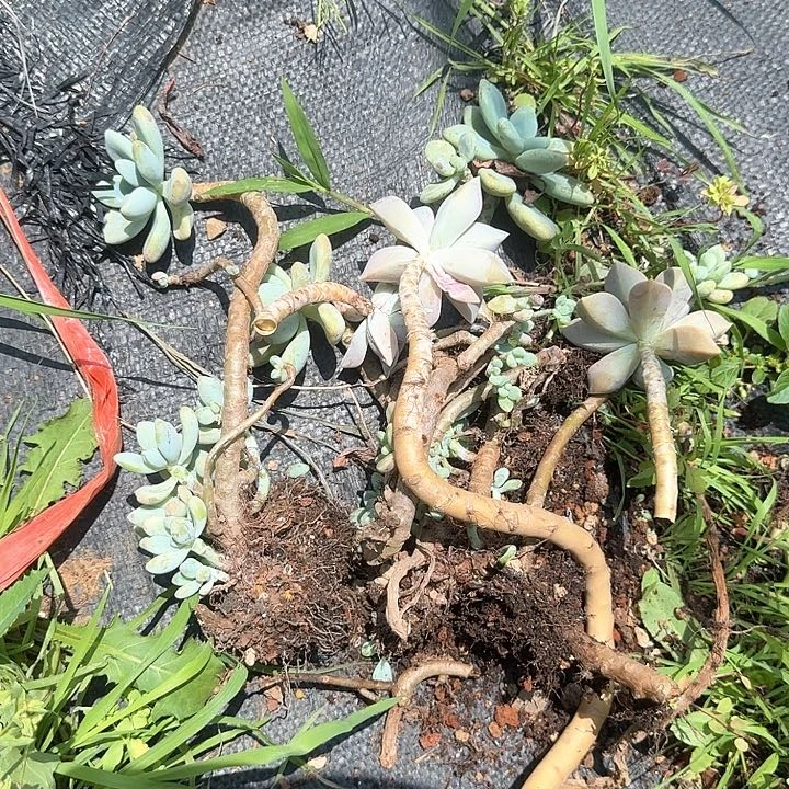 顺****缘组合枝条福利出不售后