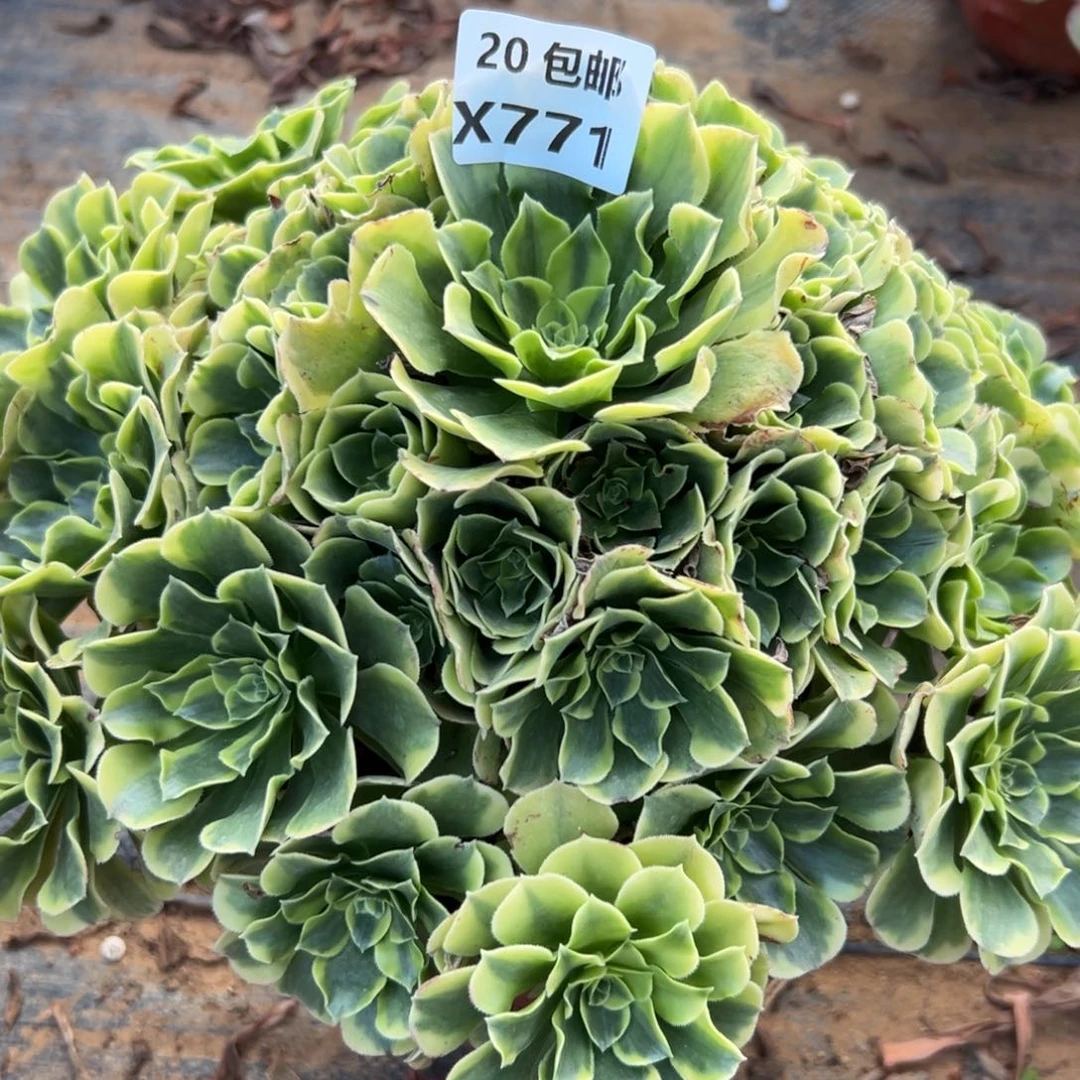 771绿豆沙，满20包邮嘟叮熊
