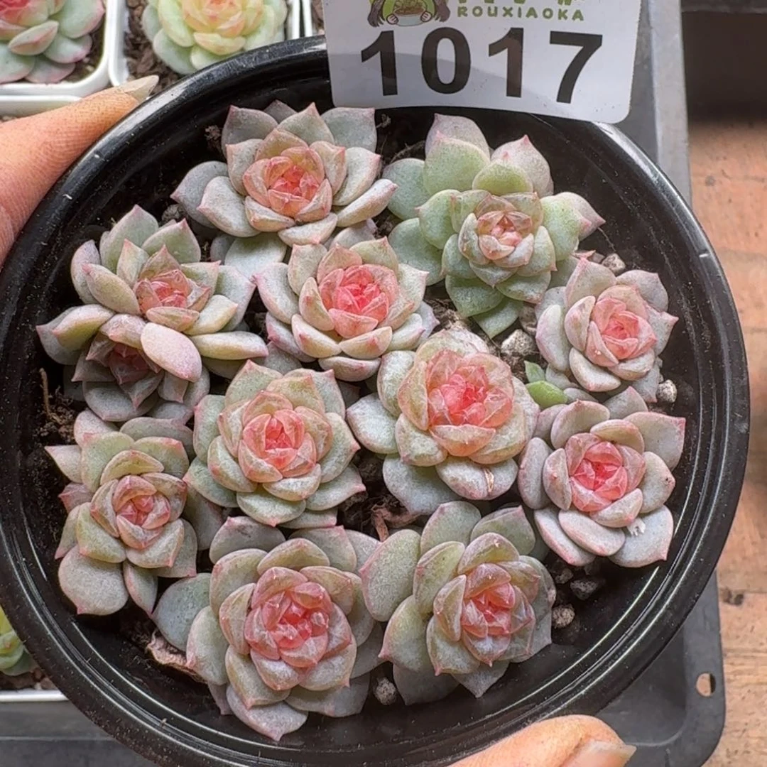 多肉植物多肉植物