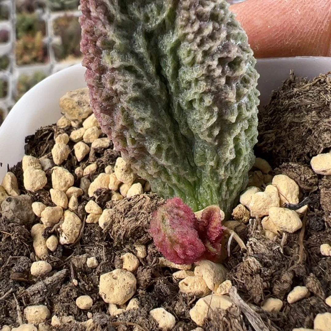 实生新品多肉植物水泡