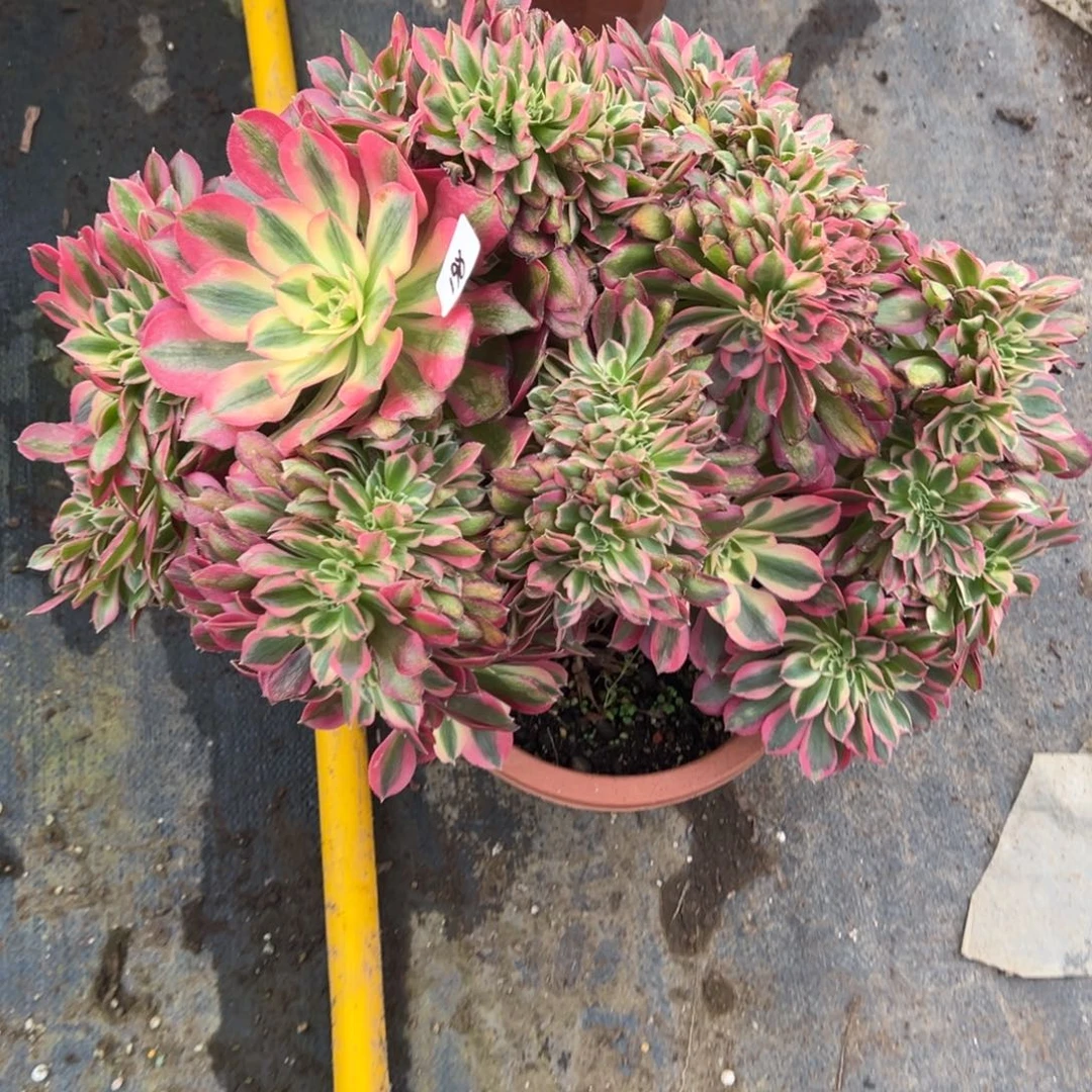 198女巫缀多肉多肉多肉