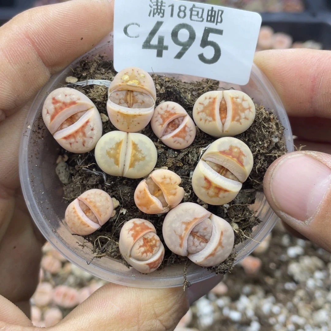 红陶00000000000000495