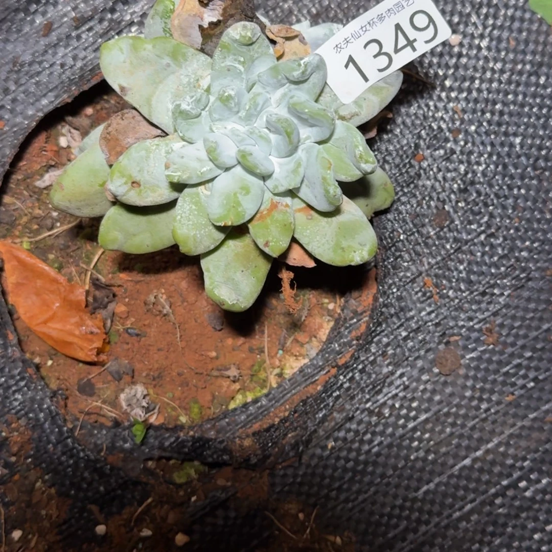 仙女杯多肉植物杂交