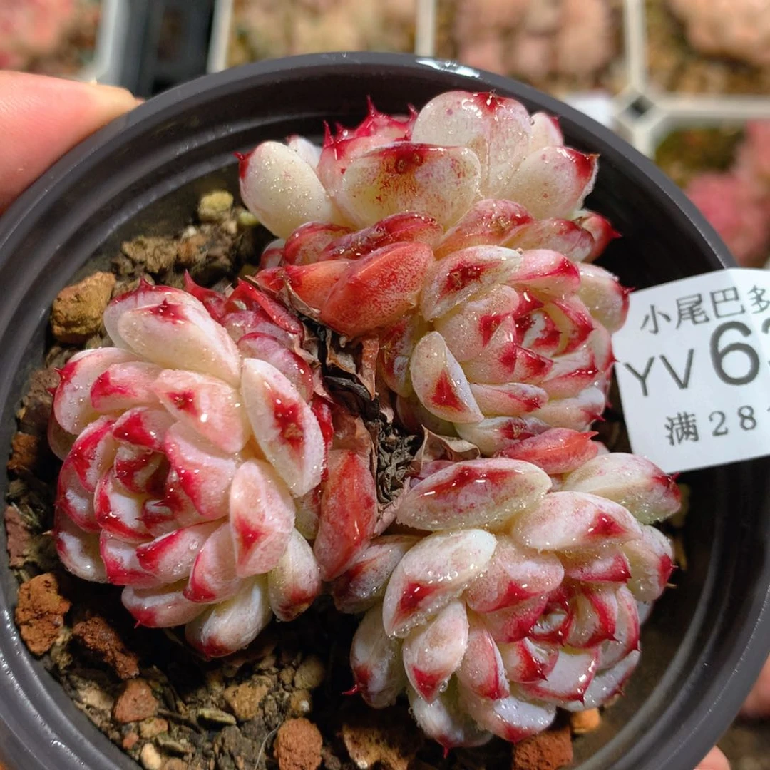 5CM拇指盆精控多肉YV633