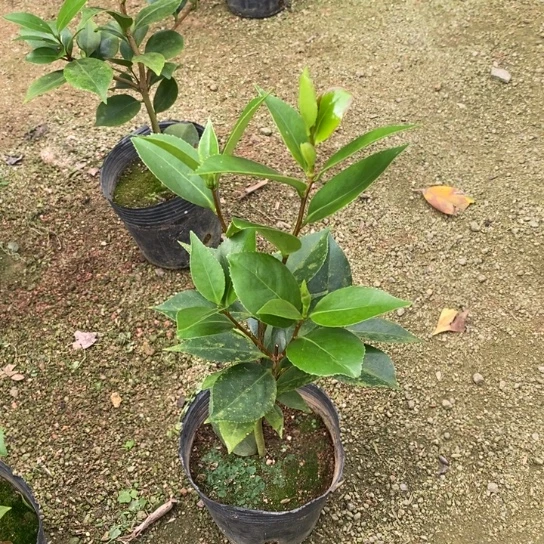 当前无花栽培后可以开花